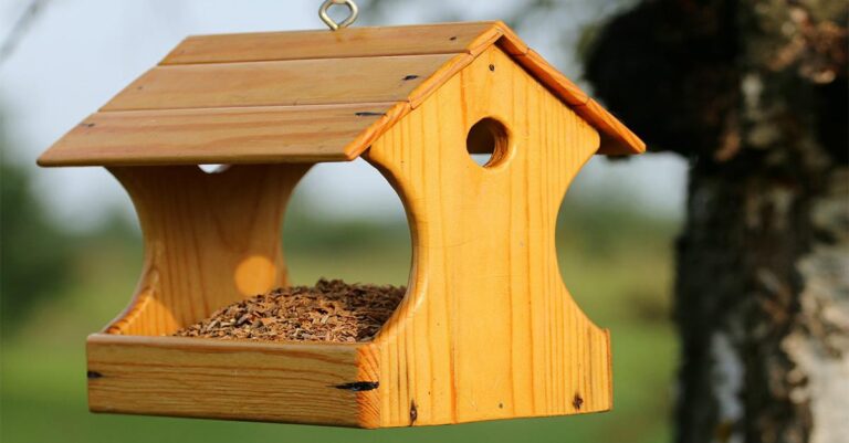 Best wooden bird feeders for garden & balcony in 2021 - trendsmost